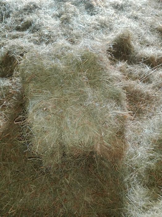 Siano kostka 7zl /baloty 150