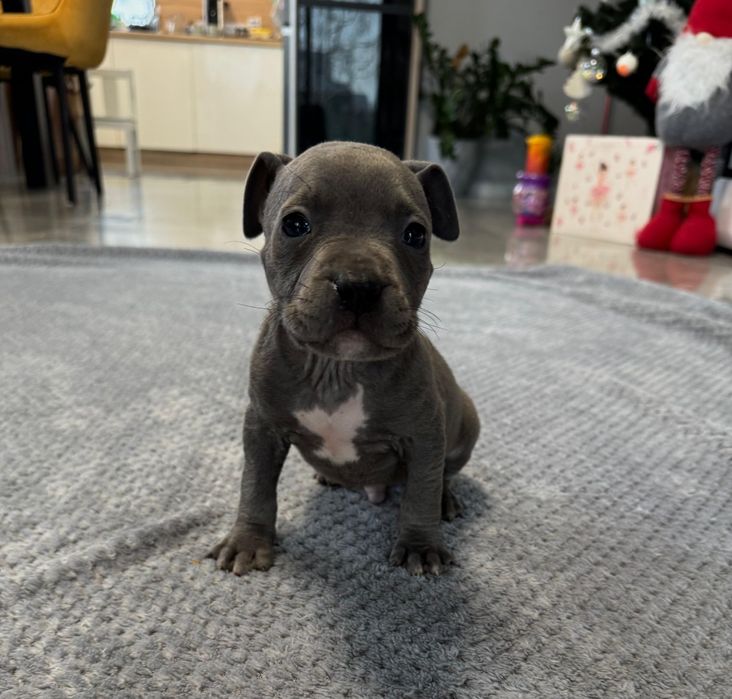 Piesek American Staffordshire Terrier(amstaff) blue