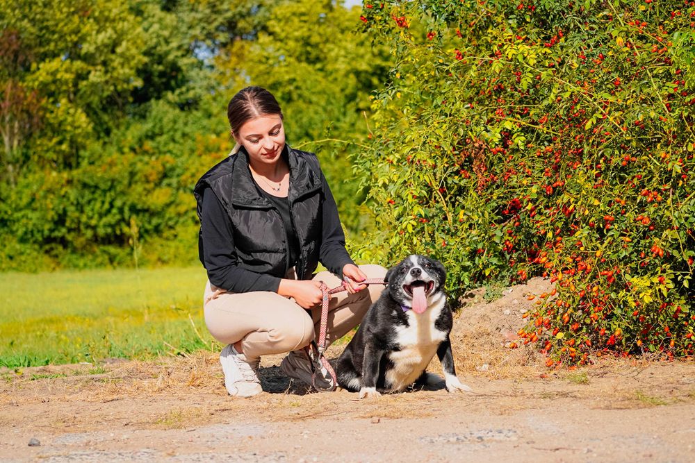 Liput - uroczy, grubiutki piesek