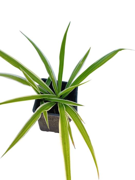 Planta aranha Chlorophytum Comosum