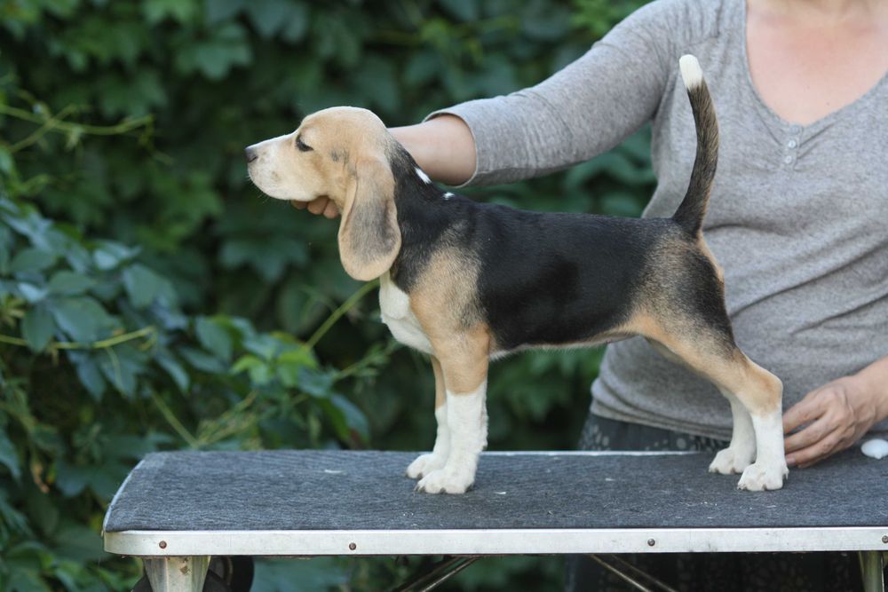 Дівчинка з розплідника