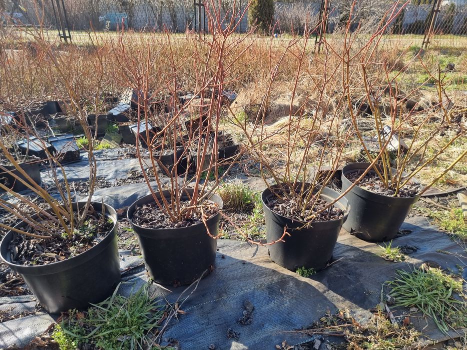 Borówki amerykańskiej Chandler  blue crop  duke