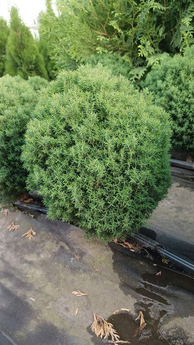 Смарагд Даника Ауреа Нана Блю Эрроу Самшит Глобоза Можжевель Вариегата