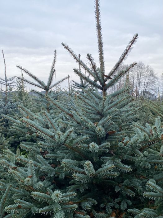 Świerk srebrny od 1.5-3 metrów choinki z przydomowej plantacji