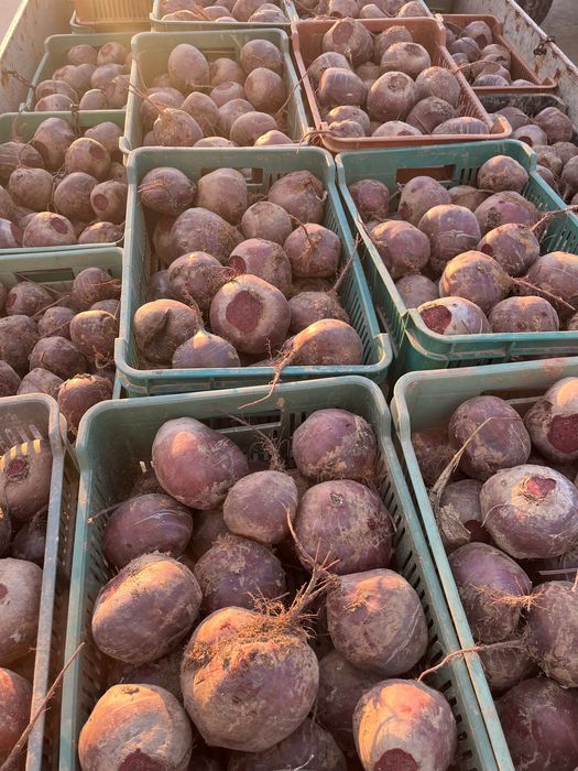 Buraki czerwone okrągłe/paszowe