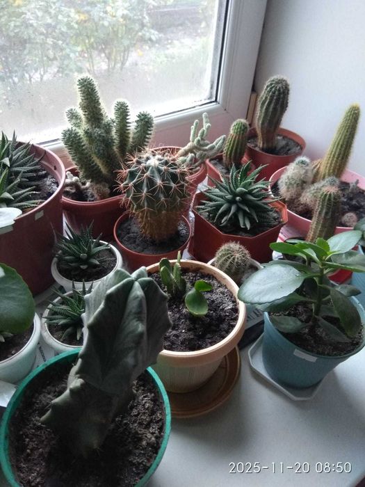 Продам мікс рослин