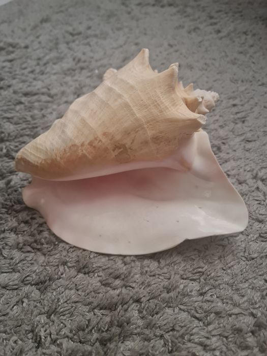 Ракушка морська, морская