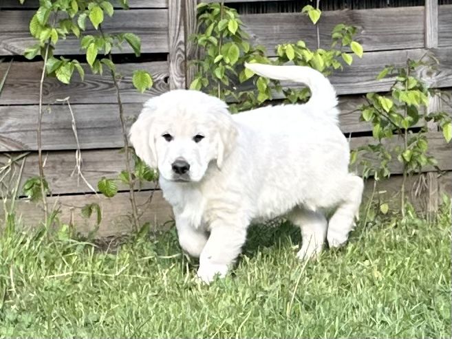 Golden Retriever ZKwP/FCI gotowe do odbioru