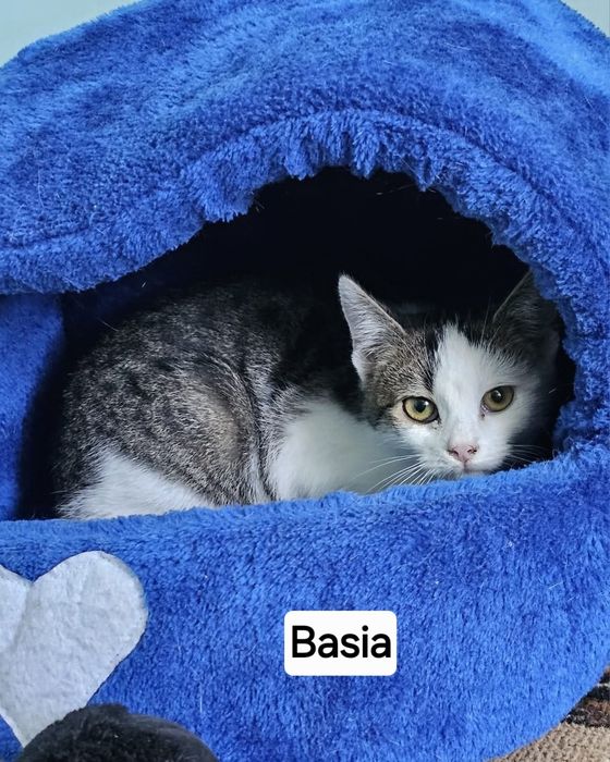 Kocie dziecko,Basia szuka kochajacego domku.