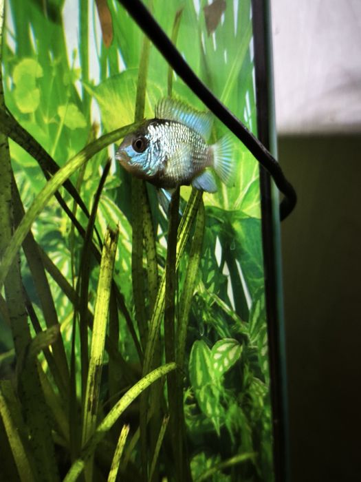 .Oddam za darmo.