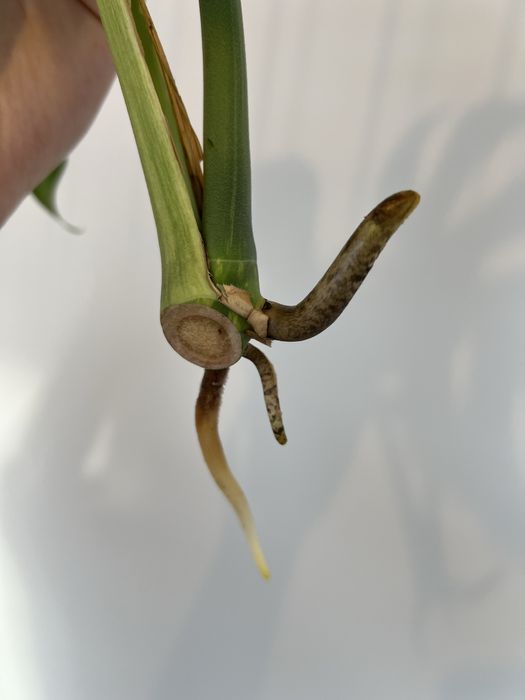 Monstera Jungle Mint (szczyt)