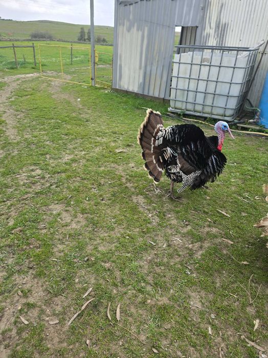 Peru adulto para mudar de capoeira