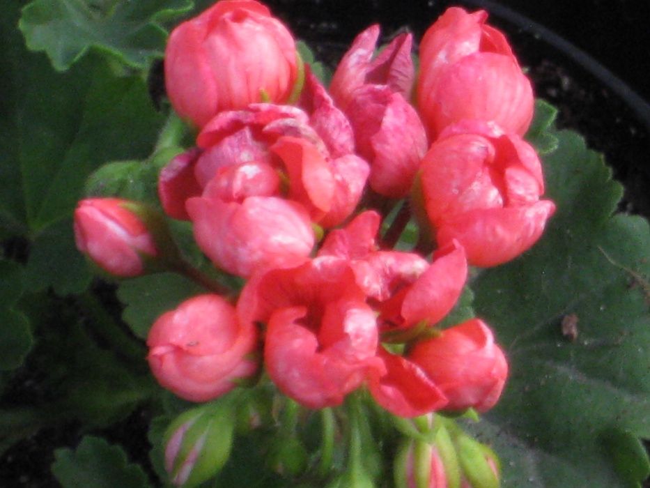 Пеларгонии сортовые