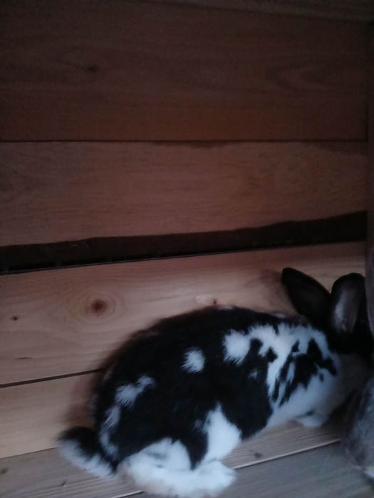 Młodego samce mieszańce