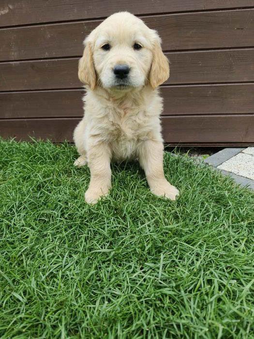 Pieski Golden Retriever