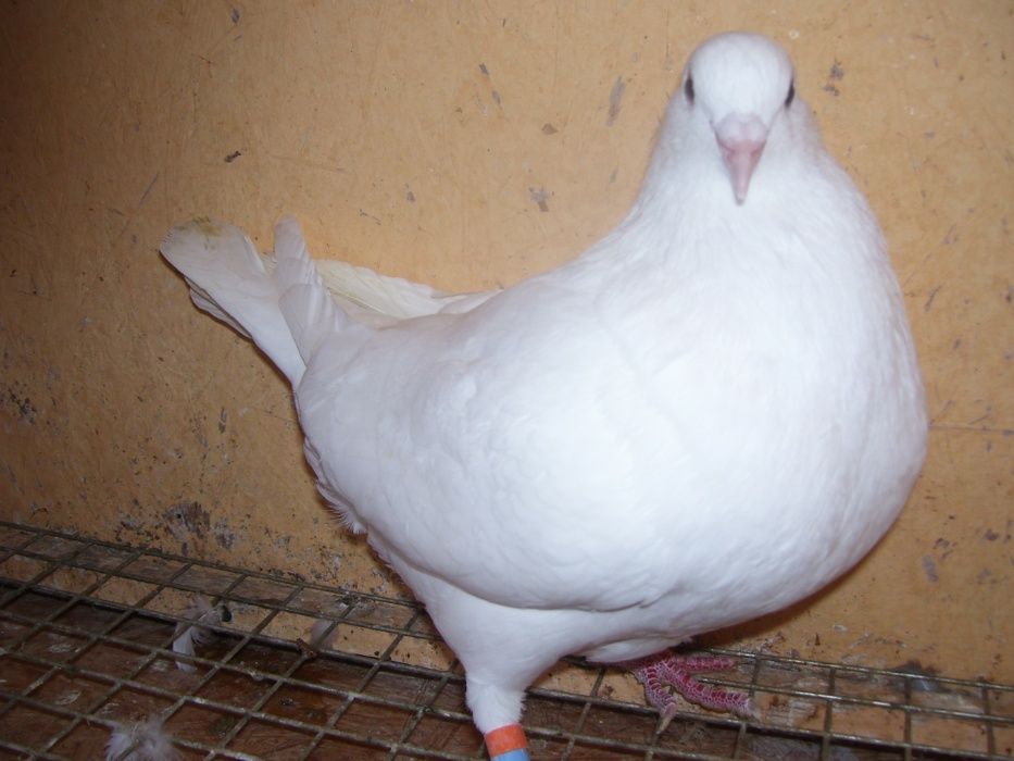 Gołębie Mięsne Kalifornijskie USA