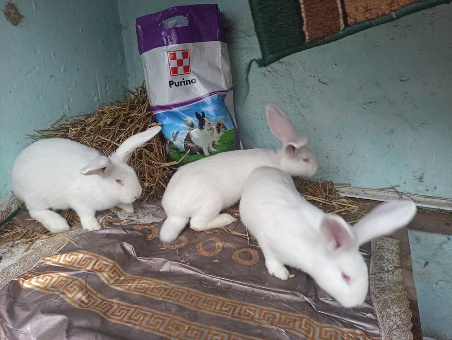 Тушки,м'ясо,кроля