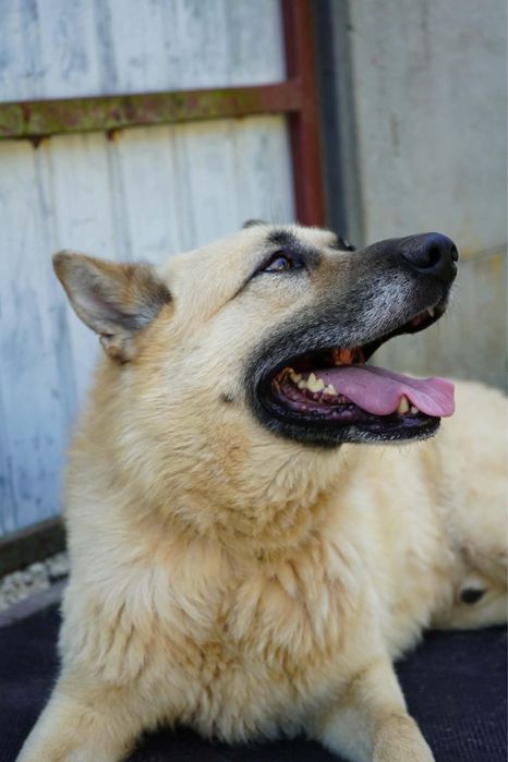 Cudo do adopcji