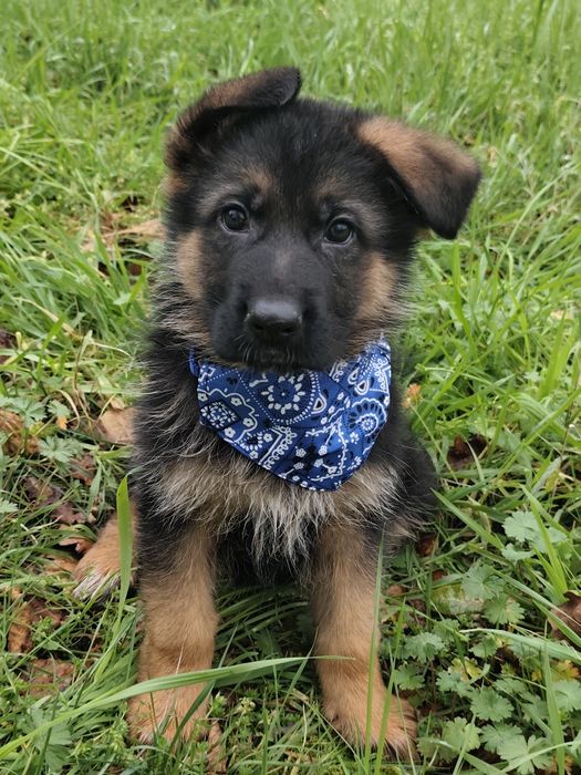 Pastor Alemão com LOP