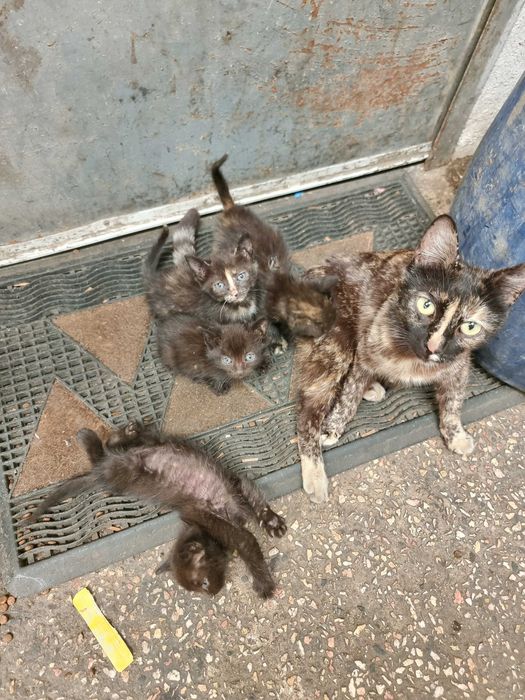 Gatos para adoção responsavel