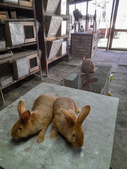 Кролики разновозрастные 150 грн