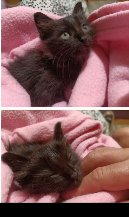 Gatinha Bebé adoção responsável