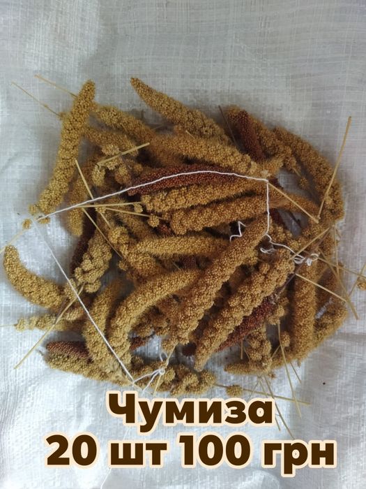 Чумиза для папуг канарейок