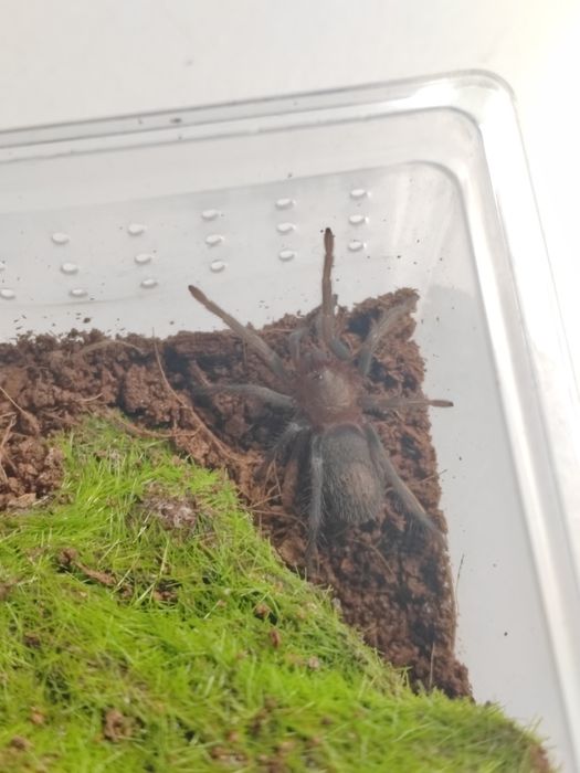 Ptasznik Thrixopelma pruriens