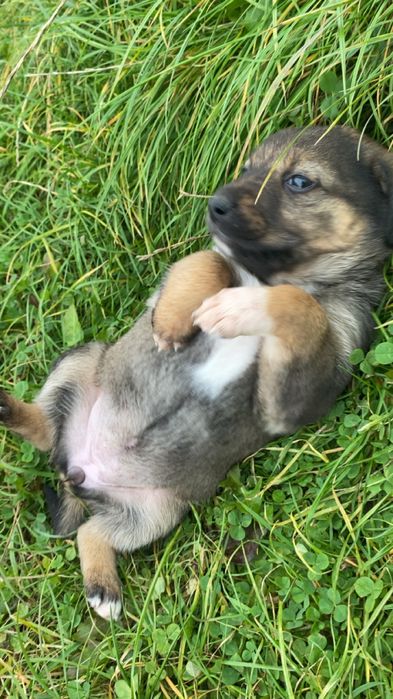 Pieski szukają domu są dwie suczki i jeden chlopak