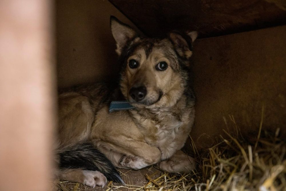 Wrażliwa sunia Gami szuka domu!