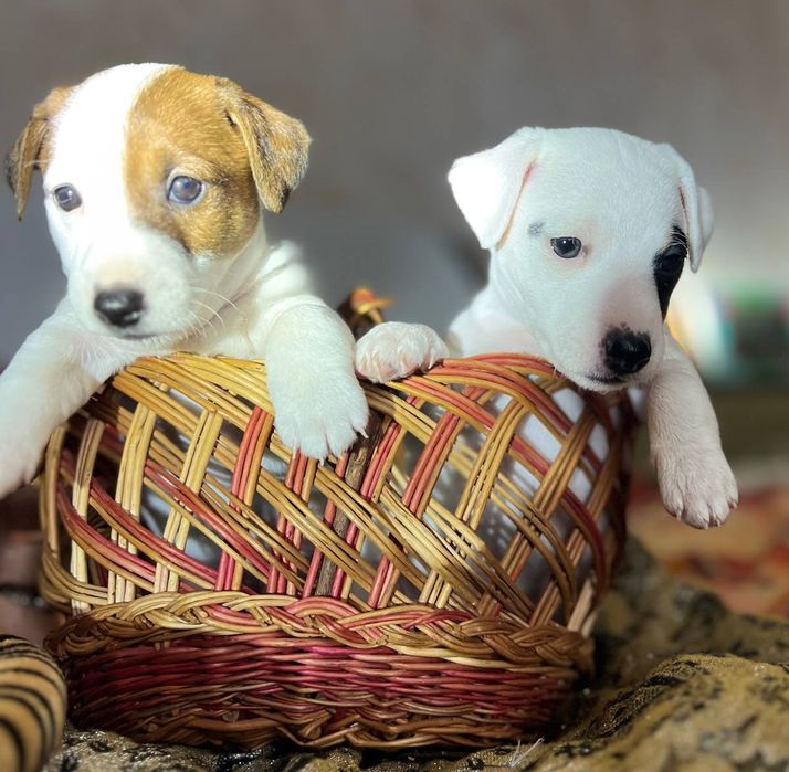 Щенки Джек Рассел терьера ждут своих новых хозяев! 

19 сентября