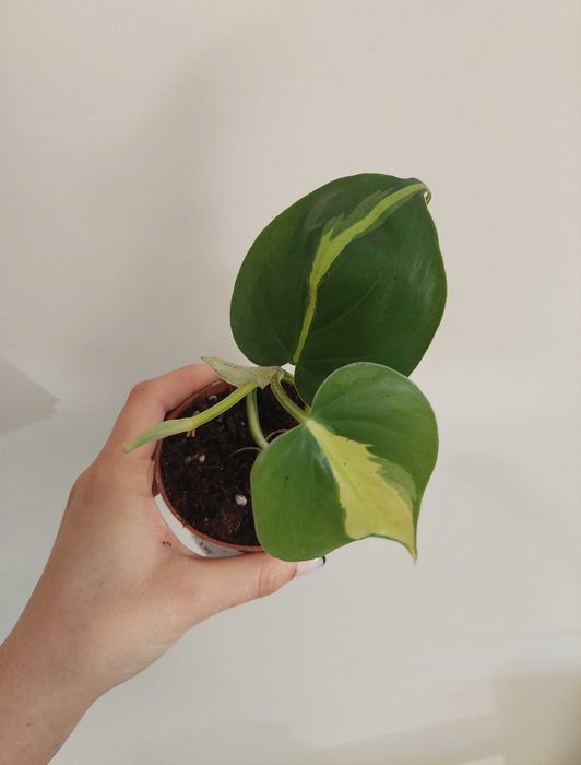 Planta Philodendron Brasil
