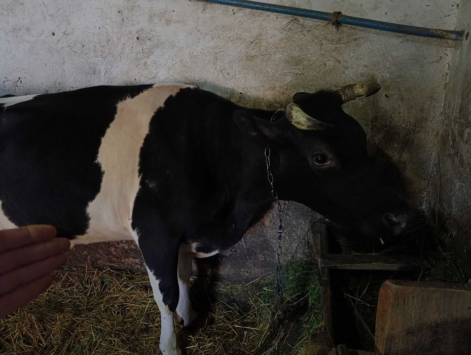 Продаж, Молочної корови.Вік 8 років