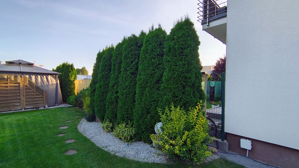 Oddam tuje 3m, 12 sztuk, żywotnik zachodni 'Smaragd