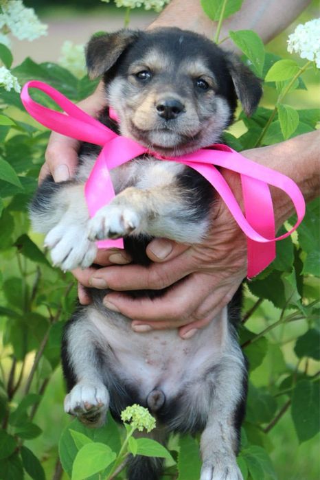 Цуценя хлопчик безкоштовно