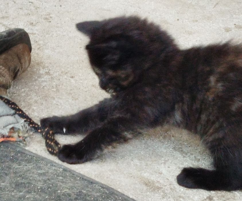 Gatinhos para doar