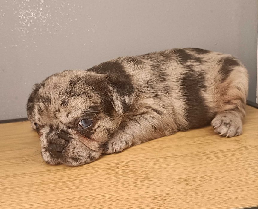 Bulldog francês Merle