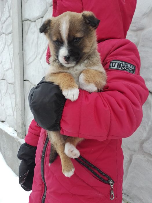 Безкоштовно песик з доставкою)