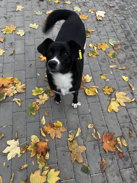 Собачка ищет дом