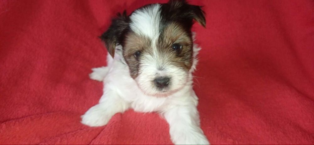Yorkshire Terrier Biewer