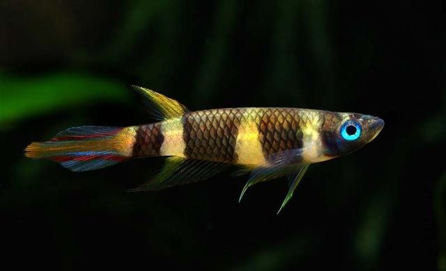 Szczupieńczyk karłowaty - Sklep Zoologiczny