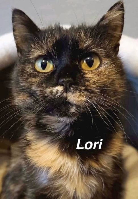 Lori prosi o dom ...