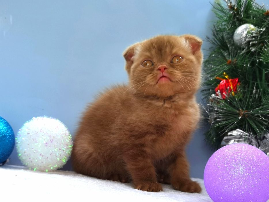 Шотландский вислоухий котик в новом окрасе циннамон с документами