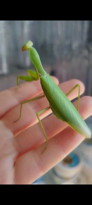 Hierodula transcaucasica хижа комаха