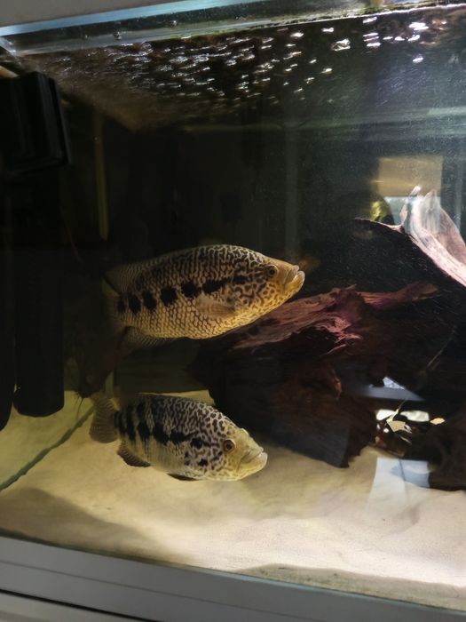 Sprzedam pielęgnice Managuańskie