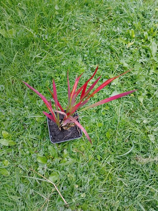 Sprzedam trawkę ozdobna