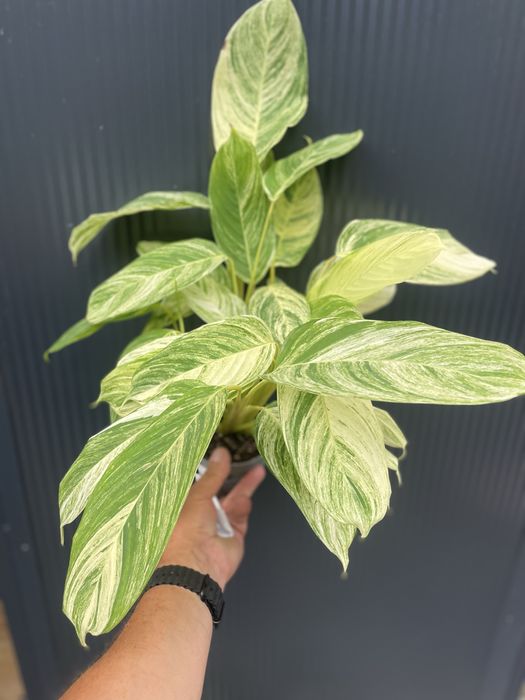 Stromanthe 'Charlie