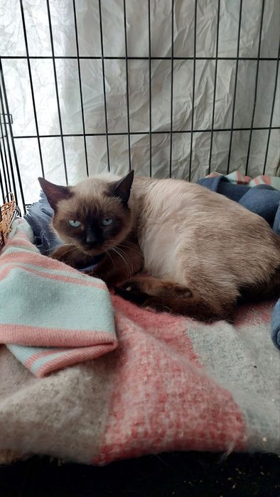 Врятована з вулиці киця, пролікували, стерилізували, розглажуємо)