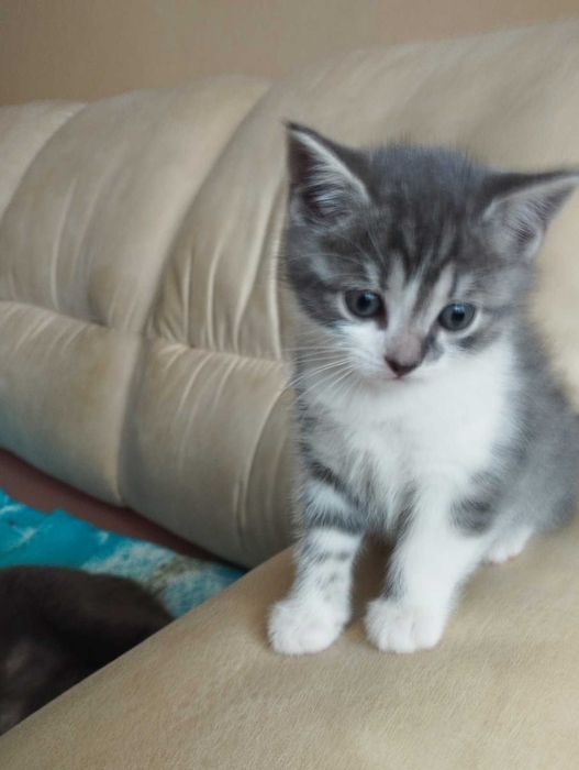 Продам добрим господарям ласкавого та доглянутого котика