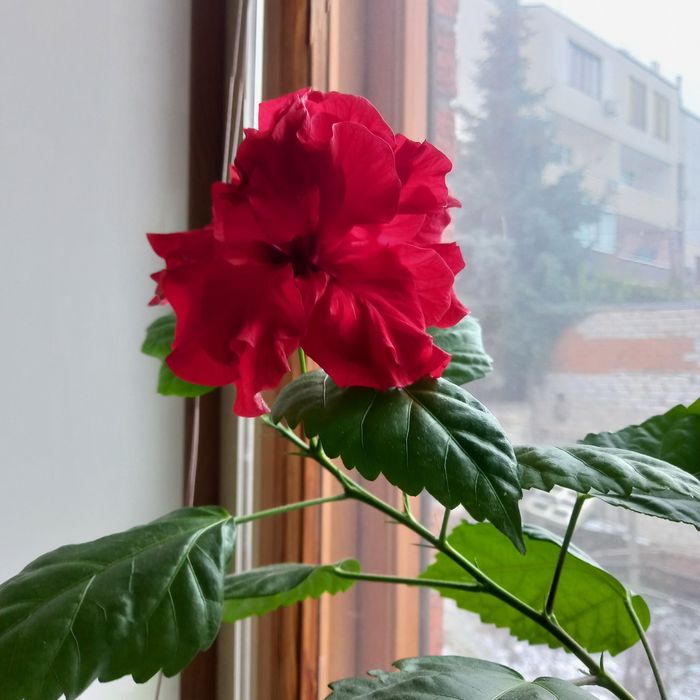 Продаю комнатную розу китайский гибискус